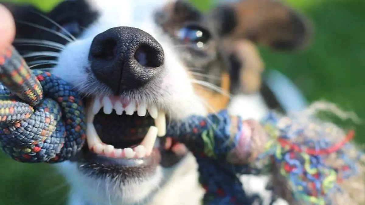 Hasta hace unos años, el “lugar” de una mascota eran los patios de las viviendas